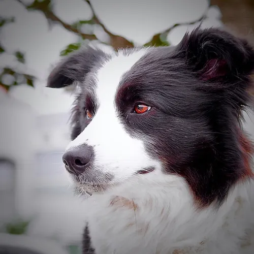 Pour quel travail le border collie a-t-il été principalement élevé ?