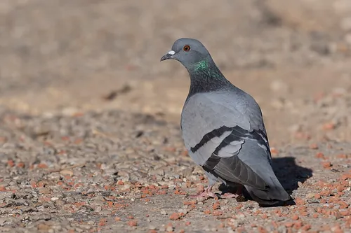 Quel oiseau peut être biset, ramier ou voyageur ?