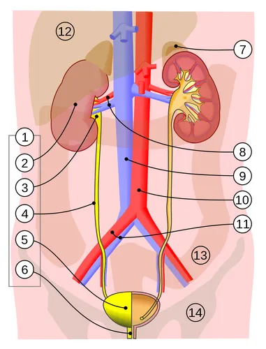 En médecine, quel organe le médecin examine-t-il lors d'une cystoscopie ?