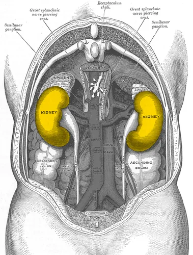 Dans le corps humain, quel organe filtre le sang pour former l'urine ?