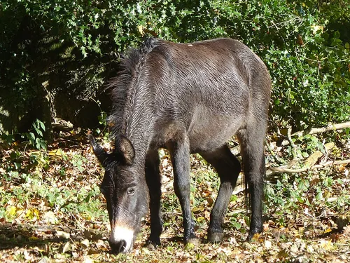 Comment appelle-t-on l'animal hybride issu du croisement d'un cheval et d'une ânesse ?