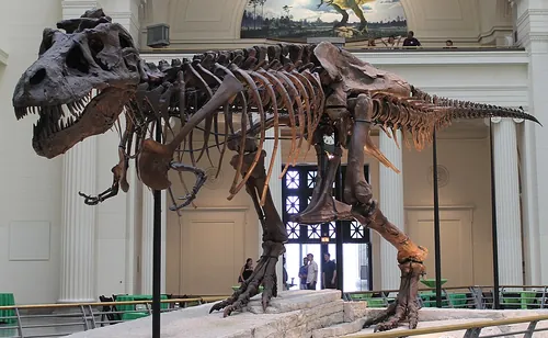 Le mot « dinosaure », issu du grec ancien, signifie littéralement…