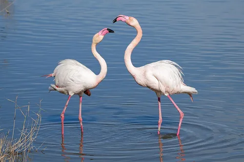 Pourquoi les flamants roses sont-ils roses ?