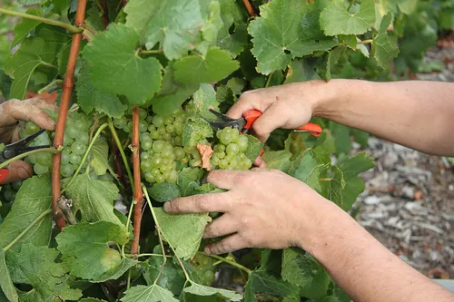 Quels sont les trois principaux cépages du champagne ?