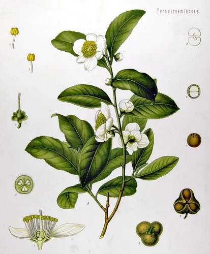 Quelle boisson se décline notamment en vert, noir et oolong ?