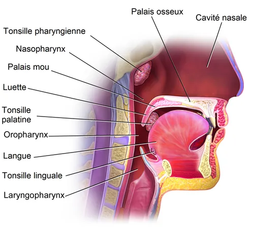 En médecine, comment appelle-t-on l’ablation chirurgicale des tonsilles palatines ?
