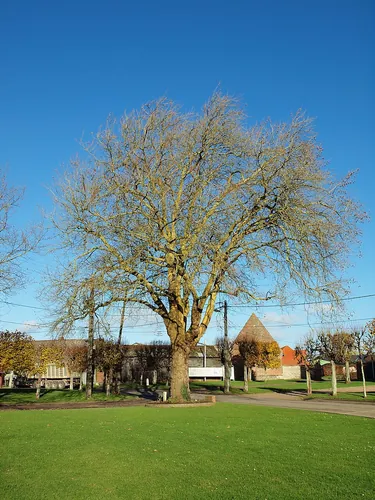 Quel est l’âge d’un arbre bicentenaire ?