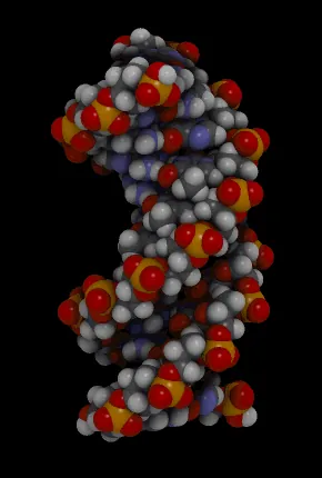 Quel est le nom complet de la macromolécule qui porte l’information génétique des cellules, que l'on appelle souvent ADN ?