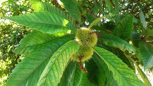 Quel est le nom du fruit comestible produit par les espèces du genre Castanea ?