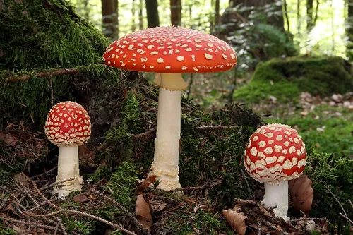 De quelle couleur sont généralement les taches sur le chapeau rouge de l’amanite tue-mouches ?