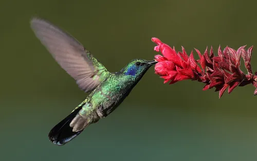 Quel oiseau peut voler à reculons ?