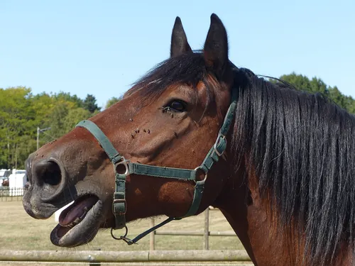 Quel animal pousse un hennissement ?