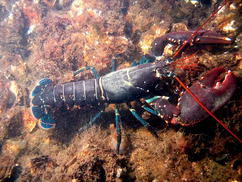 Combien de pinces y a-t-il dans une demi-douzaine de homards ?