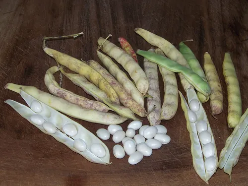Quel type de légume est le « Coco de Paimpol » ?