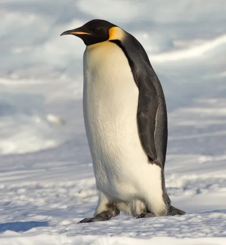 Chez lequel de ces oiseaux le mâle garde-t-il l'œuf au chaud sur ses pattes ?