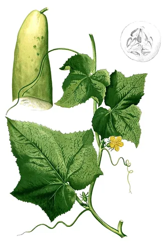 Quelle cucurbitacée, associé au yaourt, est traditionnellement utilisé dans la préparation traditionnelle du tzatziki ?
